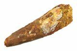 Real Fossil Spinosaurus Tooth - Huge Dinosaur Tooth #346756-1